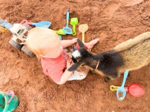 Toddler playing on the beach with sand toys. There is a goat with him
