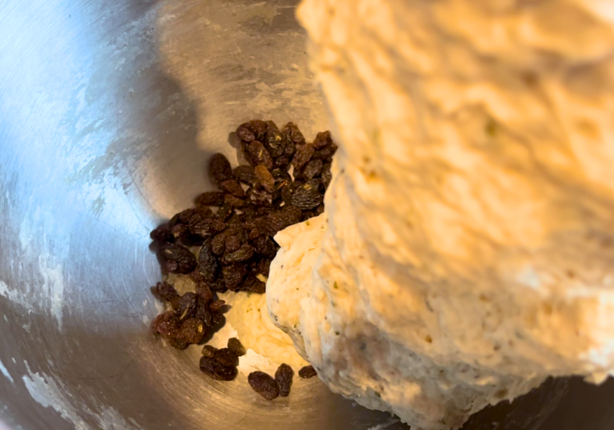 Adding raisins to a metal bowl with a bread dough in it.