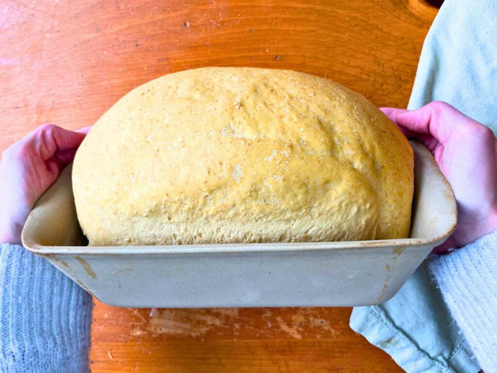 A woman is holding a risen loaf of Nova Scotia brown bread in a stone loaf pan.