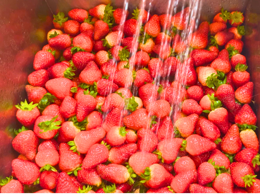 Rinsing a sink full of strawberries.