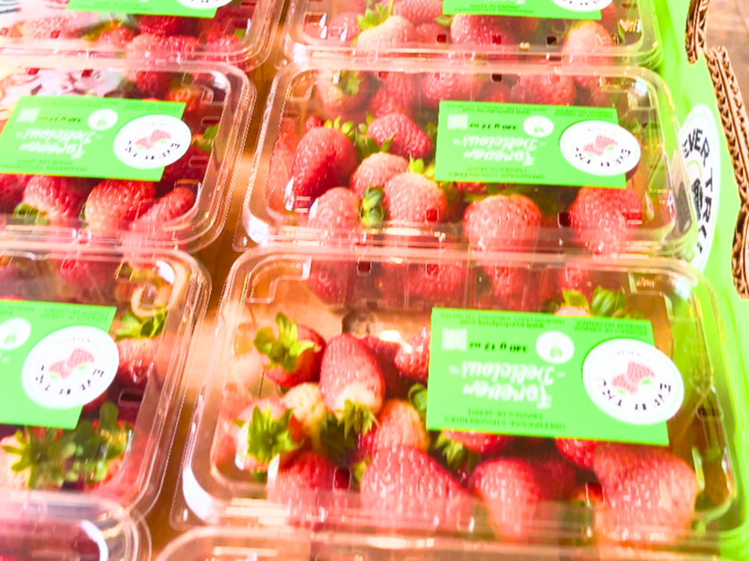 A flat of strawberries packaged in clamshell containers.