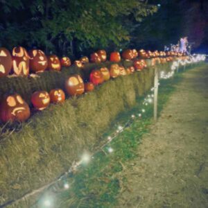 There is a line up of pumpkins on bales of straw. They are carved into jack o' lanterns.