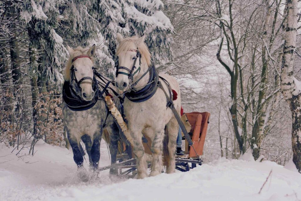 There are horses pulling a sleigh through the forest in the winter.